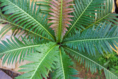 Green leafの写真素材