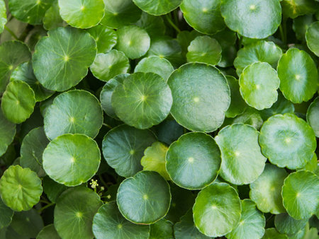 Green Asiatic.の写真素材