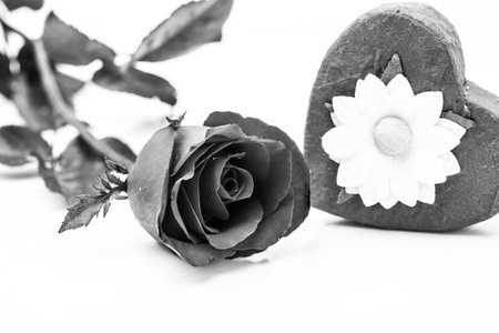 Rose on black and white background.の写真素材