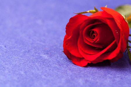 red rose on paper background.の写真素材