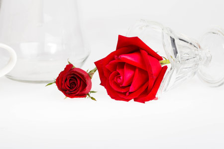 beautiful red rose flower on white background.の写真素材