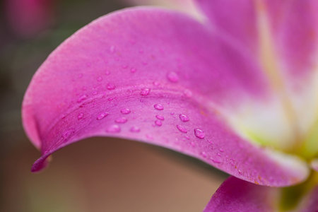 drop water on leaf lilies flower.の写真素材