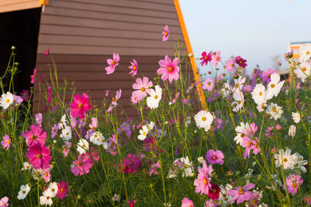 Cosmos flowers blooming in the garden. Winter season.の写真素材