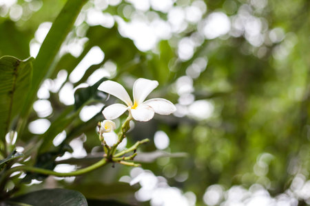 plumeria flowersの写真素材