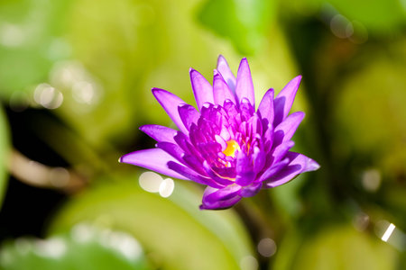 pink lotus in garden.の写真素材