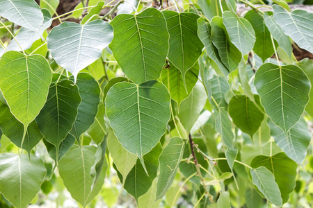 green Bo leafの写真素材