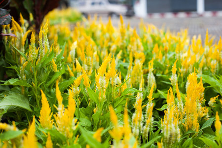 Beautiful yellow flower of Celosia Argentea, Cockscomb or Wool flower in the garden, Amidst warm sunlight morning early winter of Thailandの写真素材