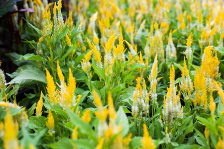 Beautiful yellow flower of Celosia Argentea, Cockscomb or Wool flower in the garden, Amidst warm sunlight morning early winter of Thailandの写真素材