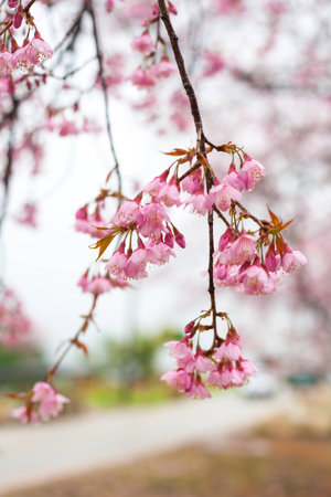Thai sakura in winter at Chaing mai Province, Thailand.の写真素材