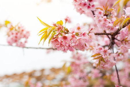 Thai sakura in winter at Chaing mai Province, Thailand.の写真素材