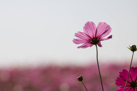 Cosmos flower in garden.の写真素材