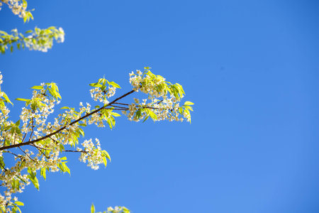 Wild Himalayan Cherry Blossoms in spring season, white Sakura Flowerの写真素材