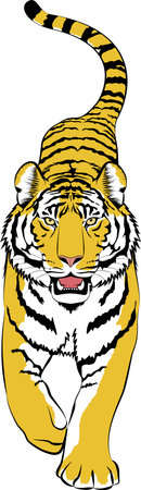Vector illustration of tiger. #01のイラスト素材