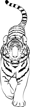 Vector illustration of tiger. black #01のイラスト素材