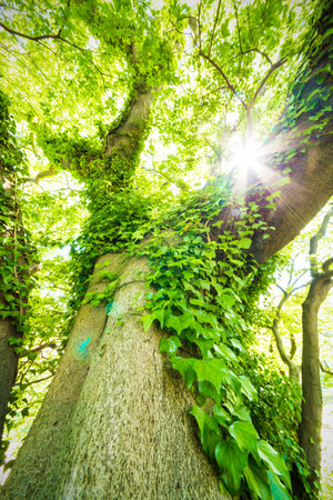 Boughs entwined vinesの写真素材