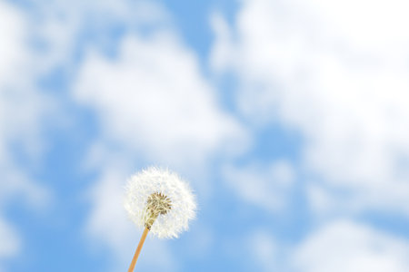 Dandelion and blue skyの写真素材