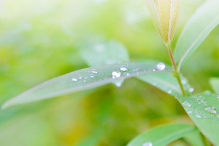 Fresh greenの写真素材