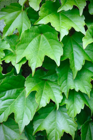 Ivyの写真素材