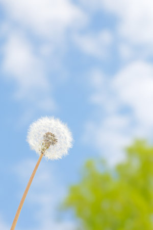 Dandelion and blue skyの写真素材