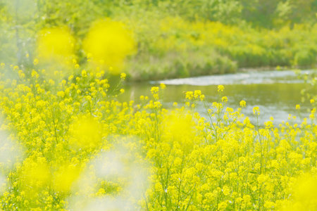 Rape and Tsurumi River and greenの写真素材