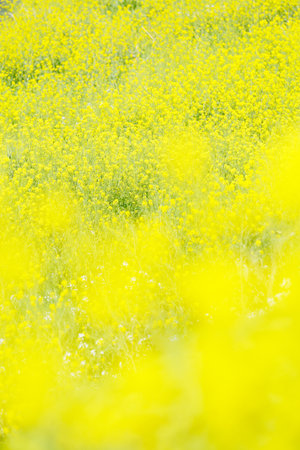 Rape blossomsの写真素材