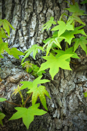 Fresh green Mapleの写真素材