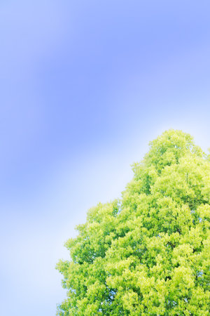 Blue skies and greenの写真素材