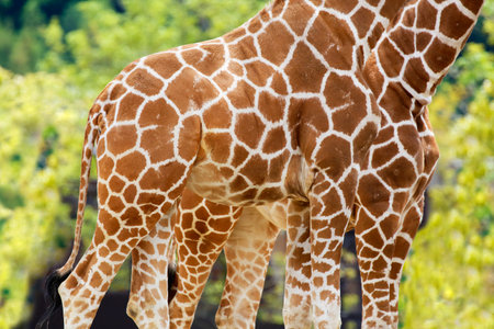 Two giraffesの写真素材