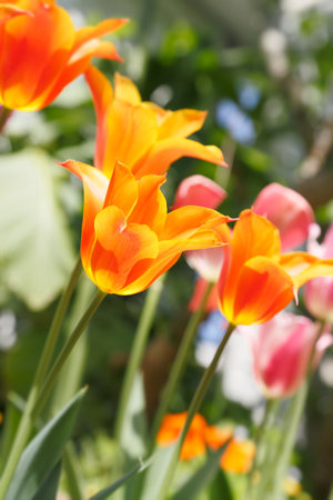 Tulipの写真素材