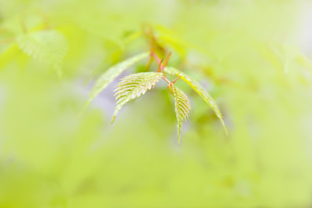Fresh greenの写真素材
