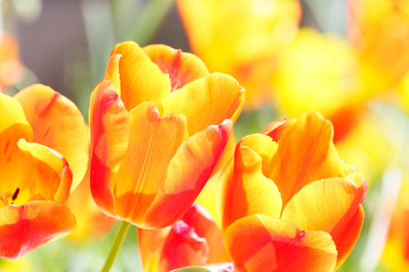 Tulipの写真素材