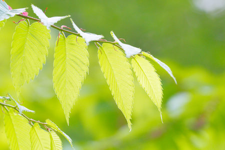Fresh greenの写真素材