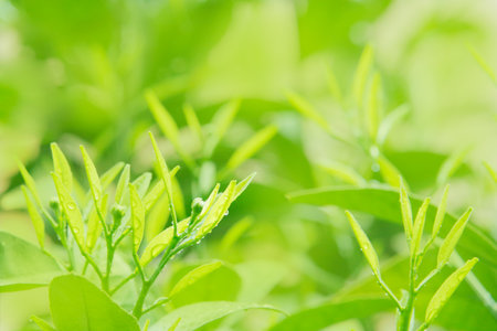 Fresh greenの写真素材