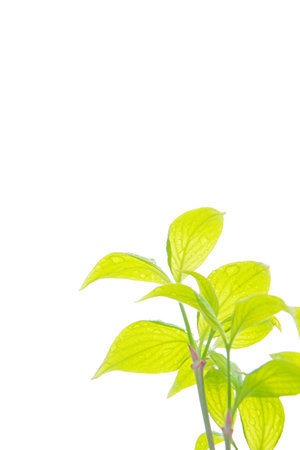 Fresh greenの写真素材