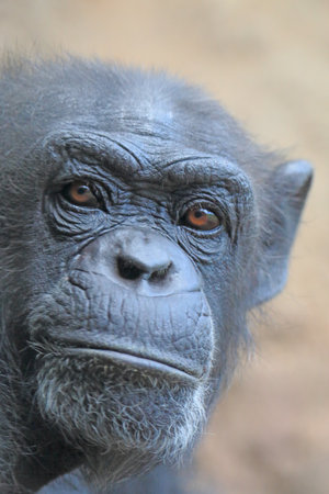 Look at chimpanzeesの写真素材