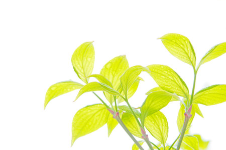 Fresh greenの写真素材