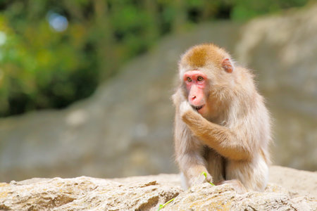 Japanese monkeyの写真素材