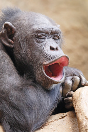 Chimps singの写真素材
