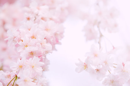 Sakuraの写真素材