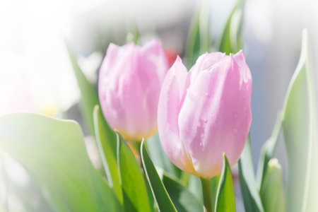 Tulipの写真素材
