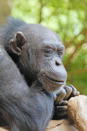 Chimpanzees to NAPの写真素材
