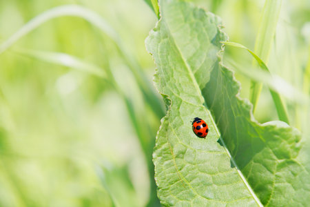 Fresh green and ladybugsの写真素材