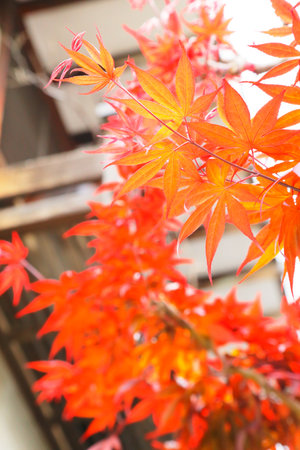 Leaves in front of the Houseの写真素材