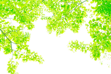 Fresh greenの写真素材