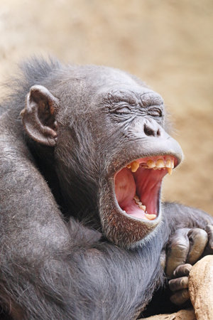 Chimpanzees to open mouthの写真素材