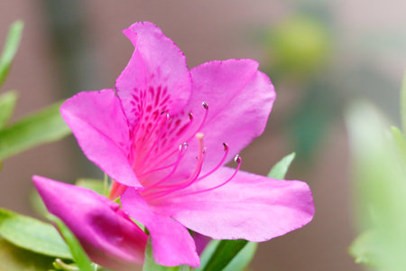 Azalea flower の写真素材