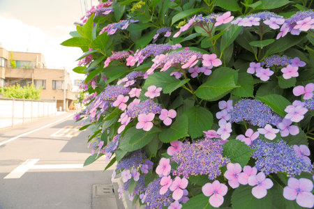 Hydrangeasの写真素材