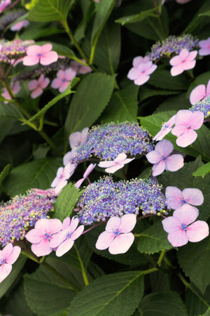 Hydrangeas