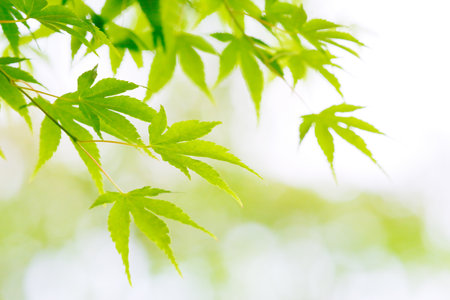 Fresh green Mapleの写真素材