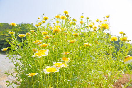 Margaretの写真素材